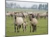 Konik Horse Family, Oostvaardersplassen, Netherlands, June 2009-Hamblin-Mounted Photographic Print