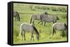 Konik Horse Herd Grazing with Two Stallions Interacting, Wicken Fen, Cambridgeshire, UK, June-Terry Whittaker-Framed Stretched Canvas