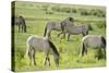 Konik Horse Herd Grazing with Two Stallions Interacting, Wicken Fen, Cambridgeshire, UK, June-Terry Whittaker-Stretched Canvas