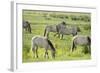 Konik Horse Herd Grazing with Two Stallions Interacting, Wicken Fen, Cambridgeshire, UK, June-Terry Whittaker-Framed Photographic Print