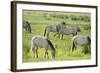 Konik Horse Herd Grazing with Two Stallions Interacting, Wicken Fen, Cambridgeshire, UK, June-Terry Whittaker-Framed Photographic Print