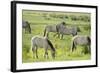 Konik Horse Herd Grazing with Two Stallions Interacting, Wicken Fen, Cambridgeshire, UK, June-Terry Whittaker-Framed Photographic Print