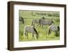 Konik Horse Herd Grazing with Two Stallions Interacting, Wicken Fen, Cambridgeshire, UK, June-Terry Whittaker-Framed Photographic Print