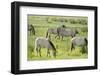 Konik Horse Herd Grazing with Two Stallions Interacting, Wicken Fen, Cambridgeshire, UK, June-Terry Whittaker-Framed Photographic Print