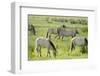 Konik Horse Herd Grazing with Two Stallions Interacting, Wicken Fen, Cambridgeshire, UK, June-Terry Whittaker-Framed Photographic Print