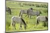 Konik Horse Herd Grazing with Two Stallions Interacting, Wicken Fen, Cambridgeshire, UK, June-Terry Whittaker-Mounted Photographic Print