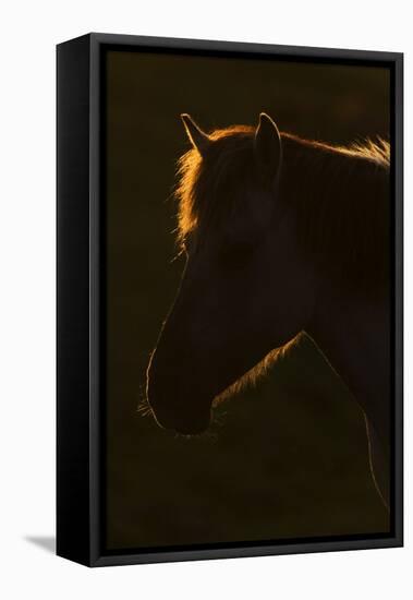 Konik Horse Silhouetted and Backlit at Sunset, Oostvaardersplassen, Netherlands, June 2009-Hamblin-Framed Stretched Canvas