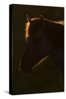 Konik Horse Silhouetted and Backlit at Sunset, Oostvaardersplassen, Netherlands, June 2009-Hamblin-Stretched Canvas