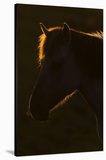 Konik Horse Silhouetted and Backlit at Sunset, Oostvaardersplassen, Netherlands, June 2009-Hamblin-Stretched Canvas