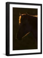 Konik Horse Silhouetted and Backlit at Sunset, Oostvaardersplassen, Netherlands, June 2009-Hamblin-Framed Photographic Print