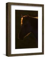 Konik Horse Silhouetted and Backlit at Sunset, Oostvaardersplassen, Netherlands, June 2009-Hamblin-Framed Photographic Print