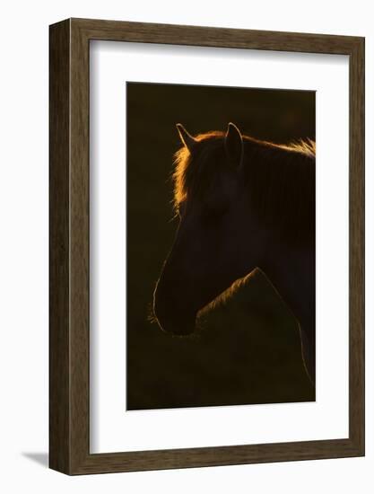 Konik Horse Silhouetted and Backlit at Sunset, Oostvaardersplassen, Netherlands, June 2009-Hamblin-Framed Photographic Print