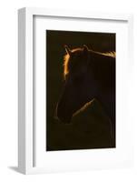 Konik Horse Silhouetted and Backlit at Sunset, Oostvaardersplassen, Netherlands, June 2009-Hamblin-Framed Photographic Print