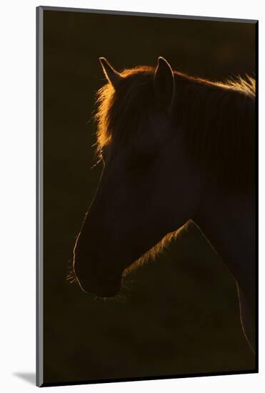 Konik Horse Silhouetted and Backlit at Sunset, Oostvaardersplassen, Netherlands, June 2009-Hamblin-Mounted Photographic Print