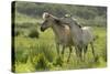 Konik Horses Mutual Grooming, Wild Herd in Rewilding Project, Wicken Fen, Cambridgeshire, UK, June-Terry Whittaker-Stretched Canvas