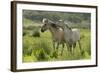 Konik Horses Mutual Grooming, Wild Herd in Rewilding Project, Wicken Fen, Cambridgeshire, UK, June-Terry Whittaker-Framed Photographic Print