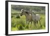 Konik Horses Mutual Grooming, Wild Herd in Rewilding Project, Wicken Fen, Cambridgeshire, UK, June-Terry Whittaker-Framed Photographic Print