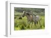 Konik Horses Mutual Grooming, Wild Herd in Rewilding Project, Wicken Fen, Cambridgeshire, UK, June-Terry Whittaker-Framed Photographic Print