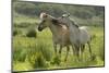 Konik Horses Mutual Grooming, Wild Herd in Rewilding Project, Wicken Fen, Cambridgeshire, UK, June-Terry Whittaker-Mounted Photographic Print