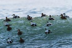 Eider ducks floating on waves, Iceland-Konrad Wothe-Photographic Print