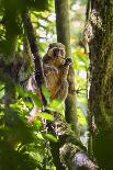 Golden Bamboo Lemur (Hapalemur Aureus) Male Eating Bamboo-Shoot-Konrad Wothe-Photographic Print