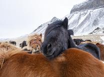 Iceland horses in winter, western Iceland. March.-Konrad Wothe-Photographic Print