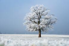 Oak tree covered in hoarfrost in frosty field in winter, Germany-Konrad Wothe-Photographic Print