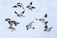 Snow bunting flock in flight, brown feathers visible, Iceland-Konrad Wothe-Photographic Print