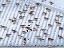 Snow bunting flock resting on a roof, Iceland-Konrad Wothe-Photographic Print