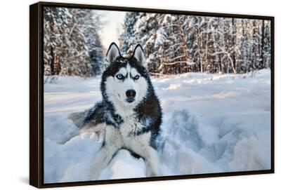 konstantin-zaykov-husky-dog-