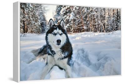konstantin-zaykov-husky-dog-