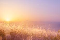 Art Abstract Natural Background; Summer Sunny Meadow-Konstanttin-Photographic Print