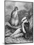 Kookaburra Eating Mouse 1898-Chris Hellier-Mounted Giclee Print