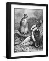 Kookaburra Eating Mouse 1898-Chris Hellier-Framed Giclee Print