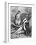 Kookaburra Eating Mouse 1898-Chris Hellier-Framed Giclee Print