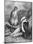 Kookaburra Eating Mouse 1898-Chris Hellier-Mounted Giclee Print