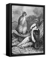 Kookaburra Eating Mouse 1898-Chris Hellier-Framed Stretched Canvas