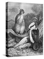 Kookaburra Eating Mouse 1898-Chris Hellier-Stretched Canvas