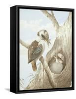 Kookaburras Feeding at a Nest in a Tree, 1892-Neville Henry Peniston Cayley-Framed Stretched Canvas