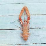 Spiny Lobster-Koops Holsten-Mounted Photographic Print