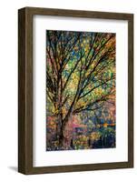 Kootenay Fall 3-Ursula Abresch-Framed Premium Photographic Print