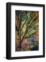 Kootenay Fall 3-Ursula Abresch-Framed Premium Photographic Print