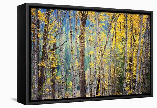 Kootenay Fall 4-Ursula Abresch-Framed Stretched Canvas