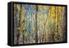 Kootenay Fall 4-Ursula Abresch-Framed Stretched Canvas