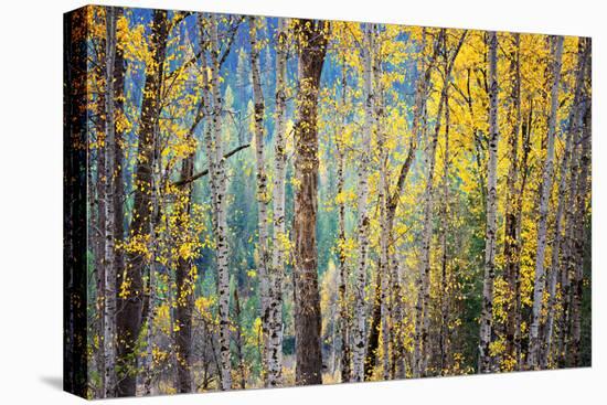 Kootenay Fall 4-Ursula Abresch-Stretched Canvas