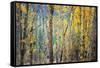 Kootenay Fall 4-Ursula Abresch-Framed Stretched Canvas