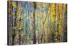 Kootenay Fall 4-Ursula Abresch-Stretched Canvas