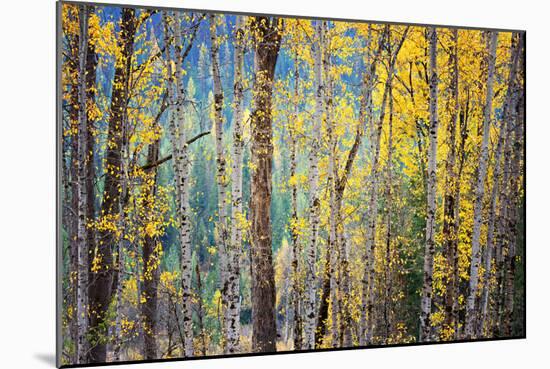 Kootenay Fall 4-Ursula Abresch-Mounted Photographic Print