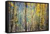 Kootenay Fall 4-Ursula Abresch-Framed Stretched Canvas