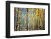 Kootenay Fall 4-Ursula Abresch-Framed Photographic Print